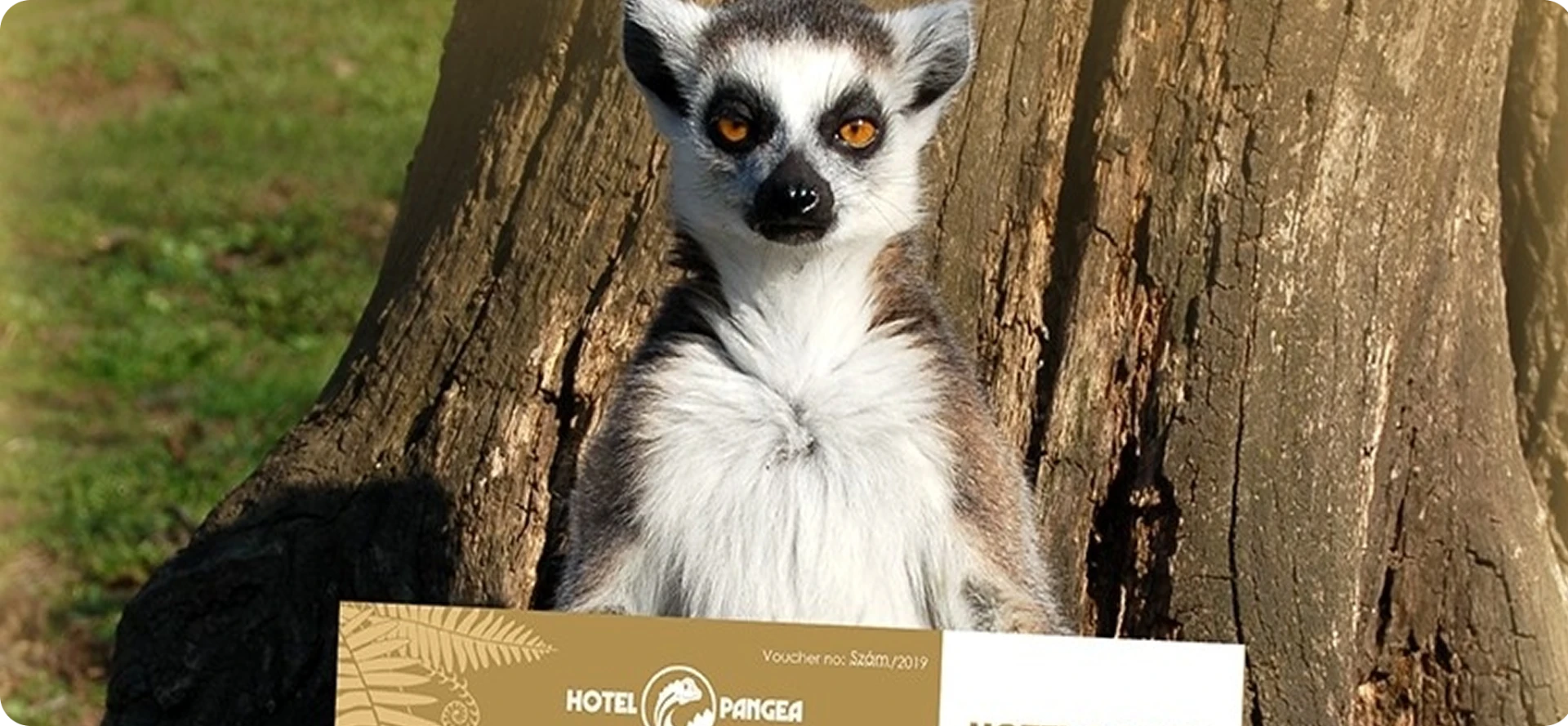 Pangea vouchers are now available!
