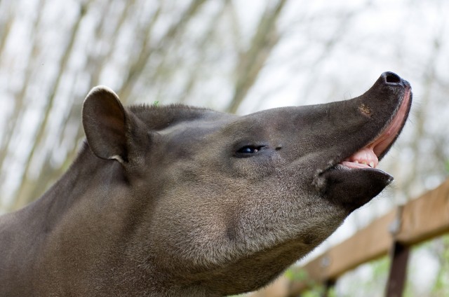 20th anniversary of Sóstó Zoo 