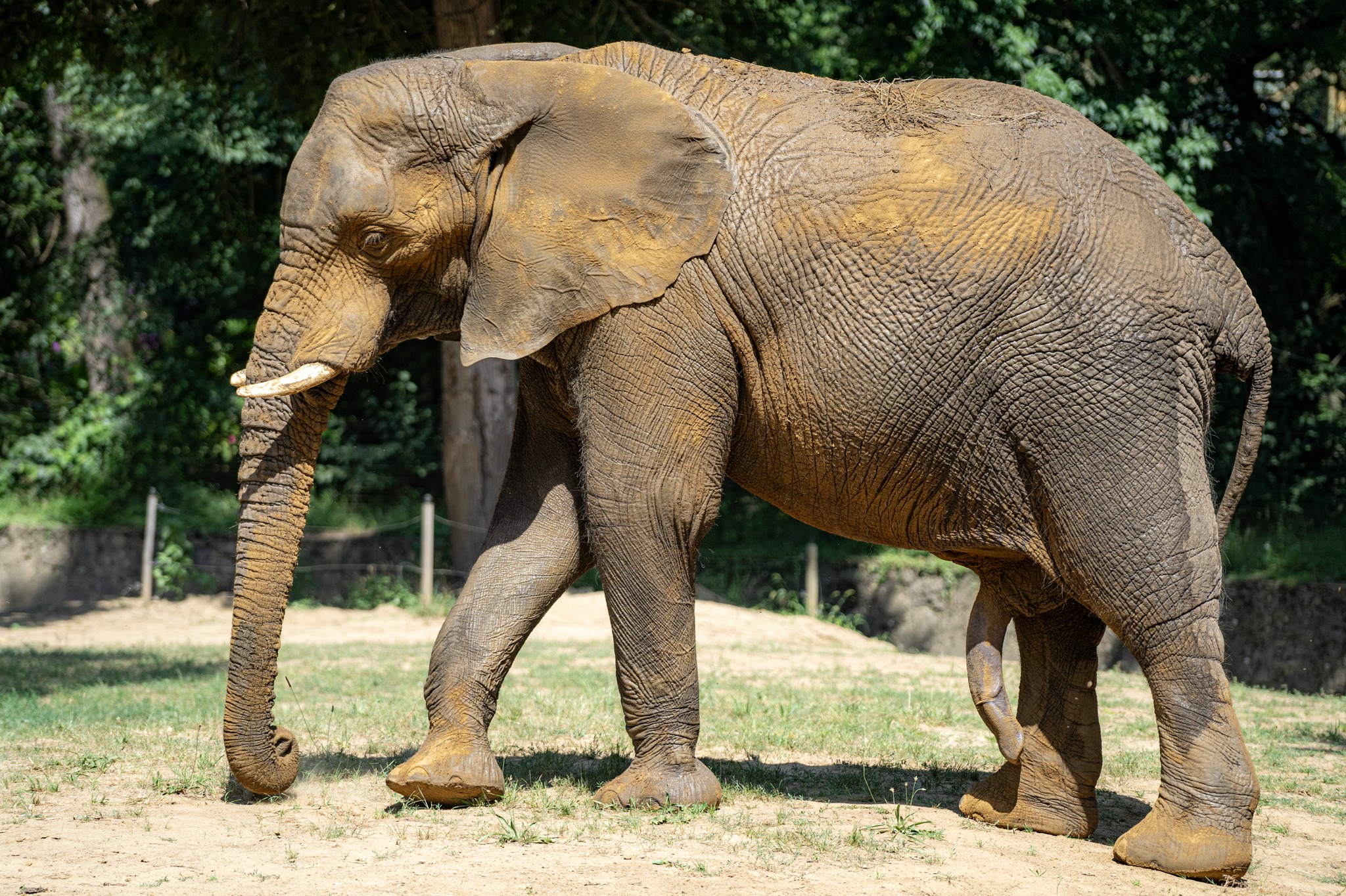 A new african elephant bull arrived to our Zoo