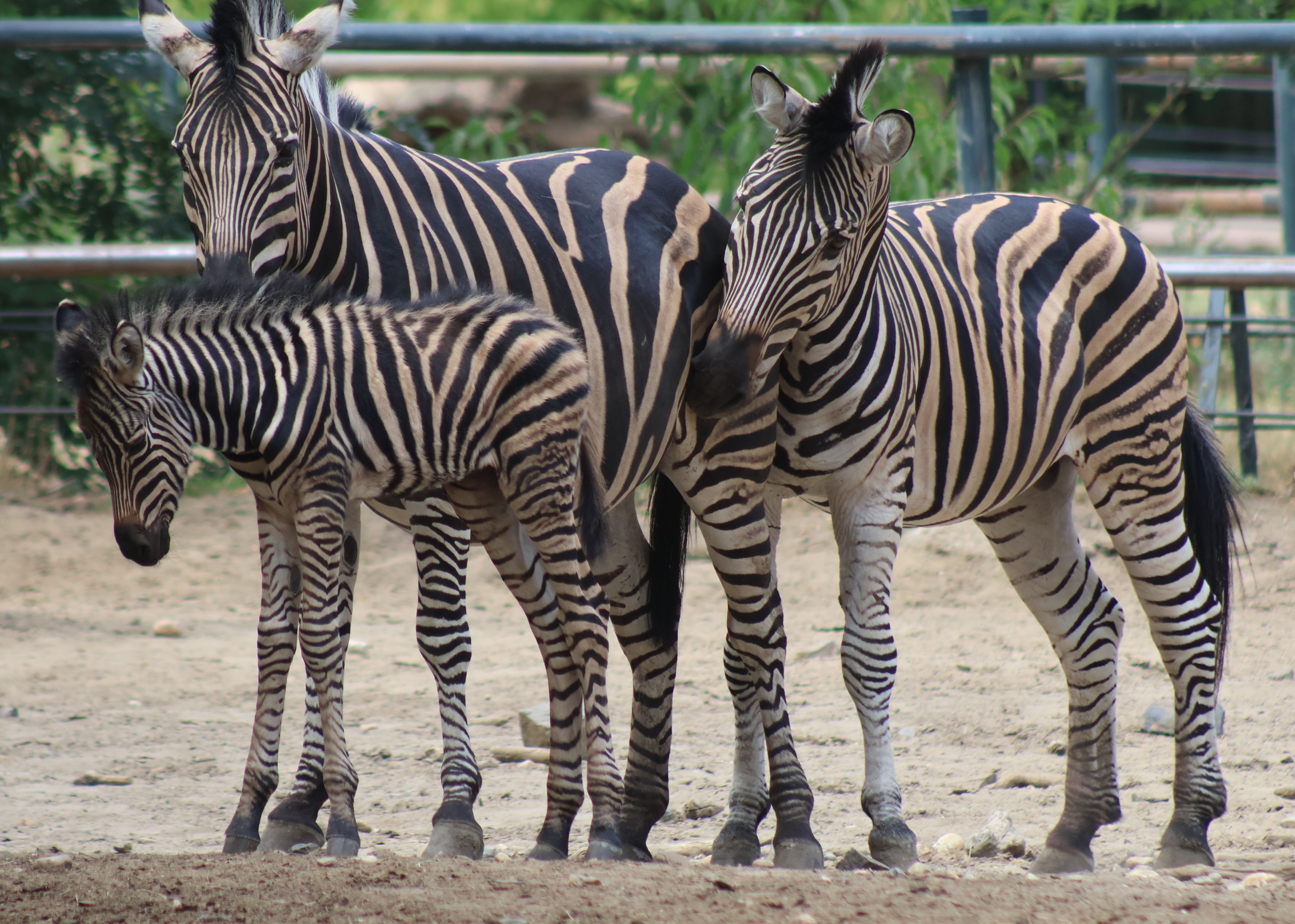 Alföldi zebra született Állatparkunkban 