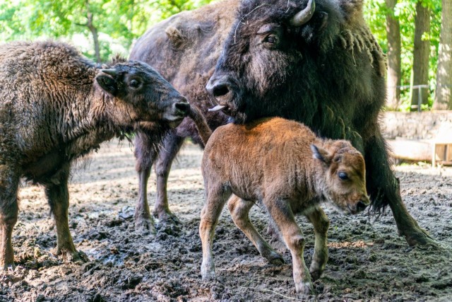 Amerikai és európai bölény is született Állatparkunkban