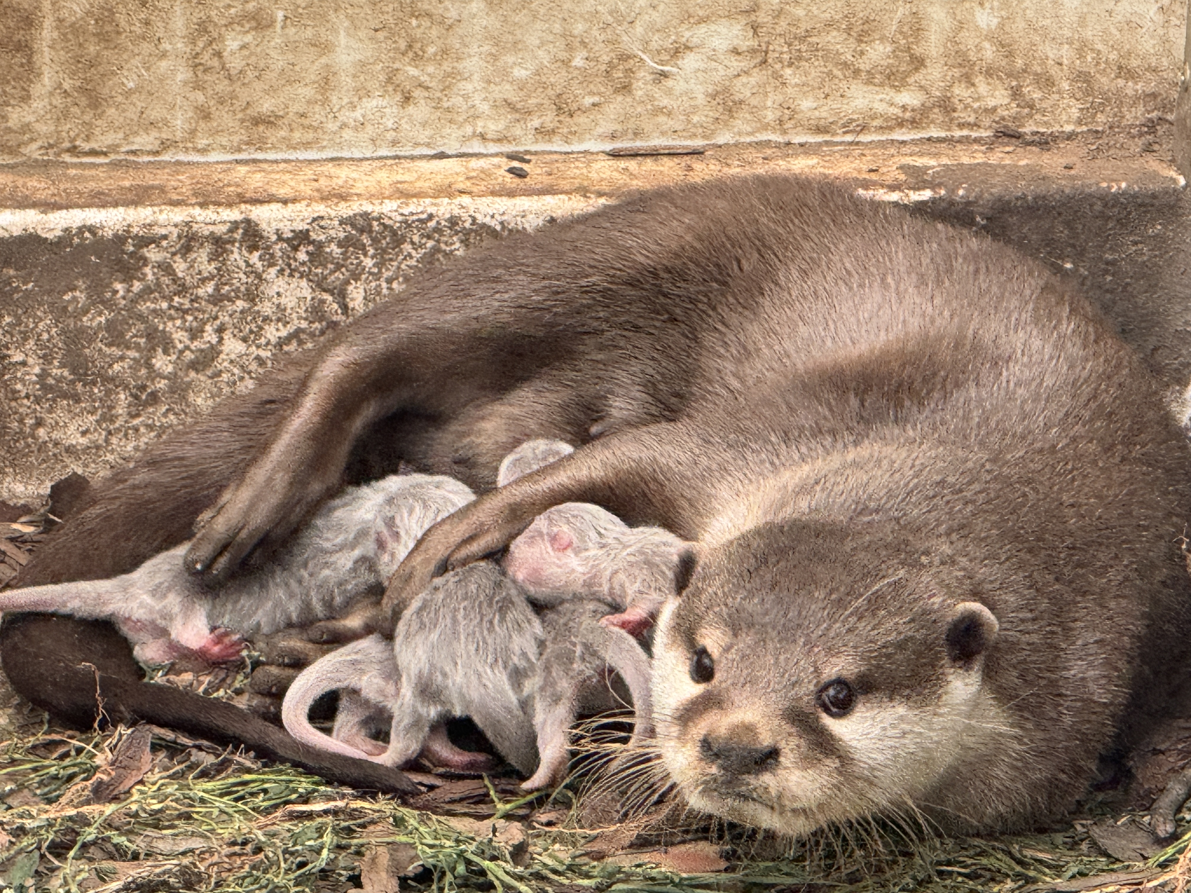 Asian small-clawed otter were born