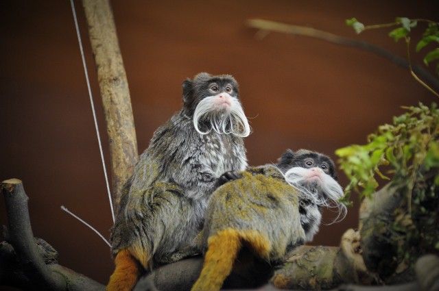Bajszos hölgyek a Viktória házban!