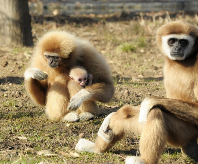 Gibbon bébi született Állatparkunkban