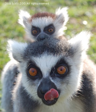 Gyűrűsfarkú makik születtek a Madagaszkár kifutóban!