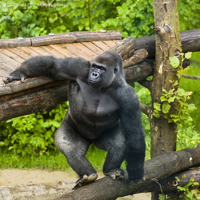 Howlettstól Sóstóig utaztak a gorillák