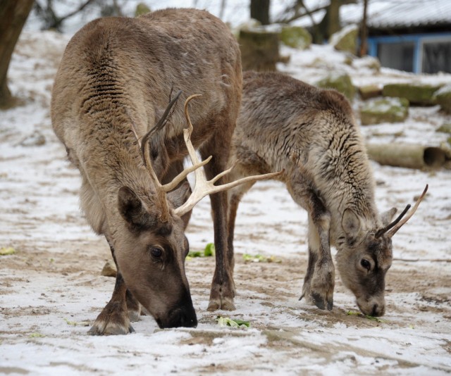 Ismerd meg az Északi-sarkvidék ikonikus patás állatát...