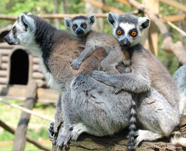 The Pangea Experience