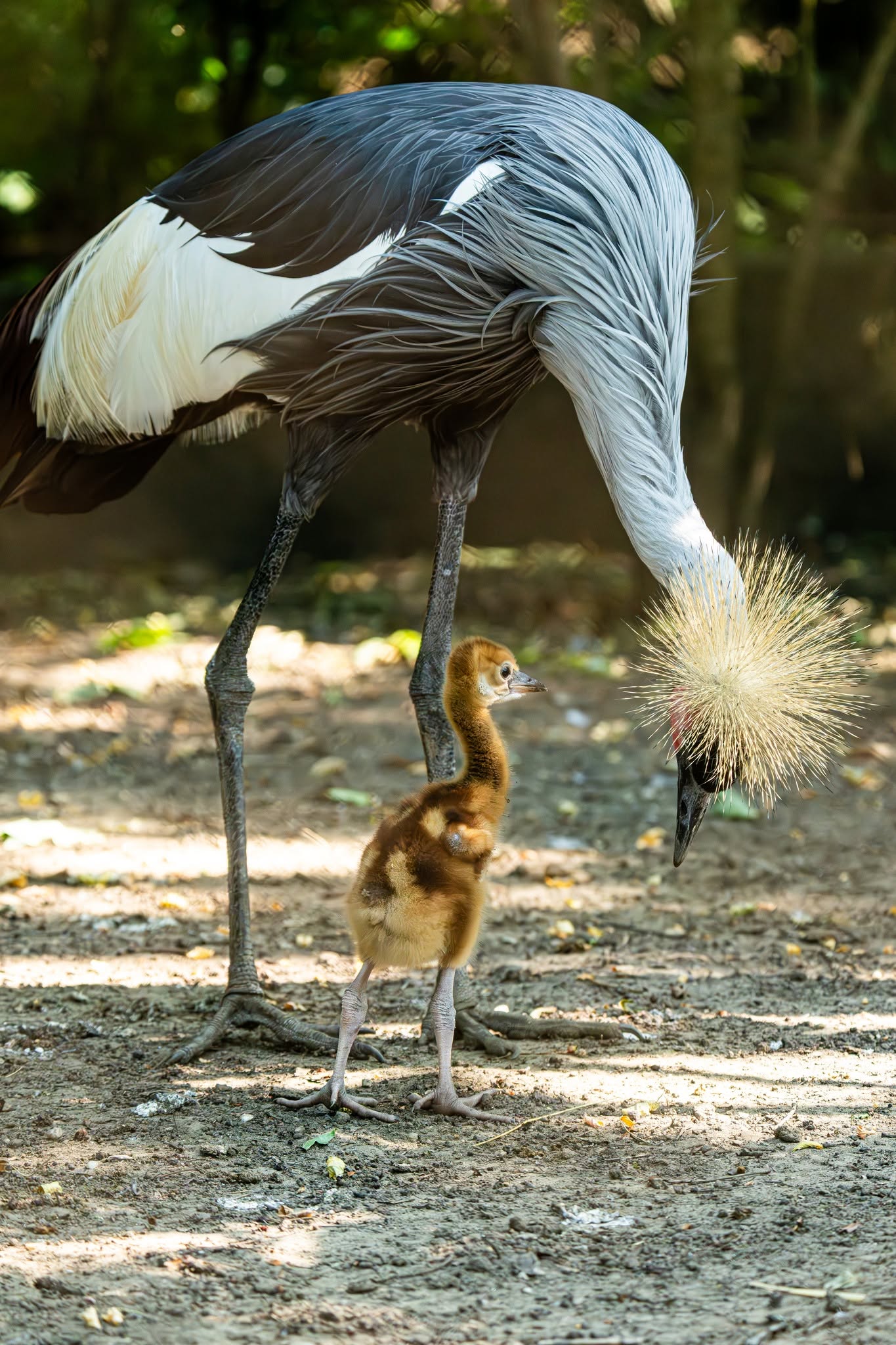 Koronásdaru kelt ki