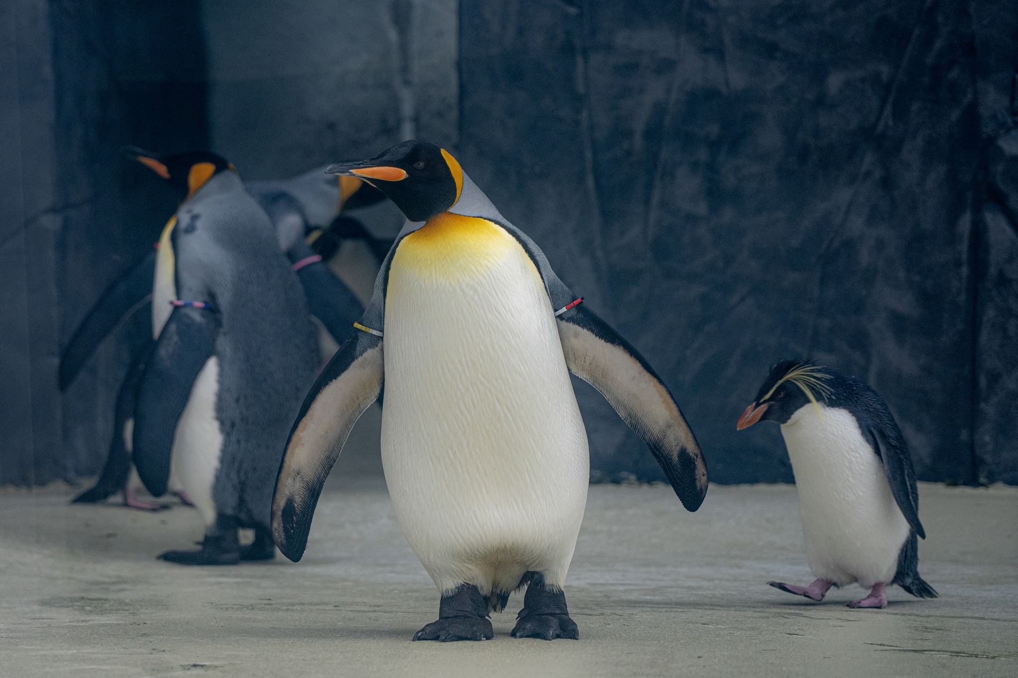 Ice World opens soon