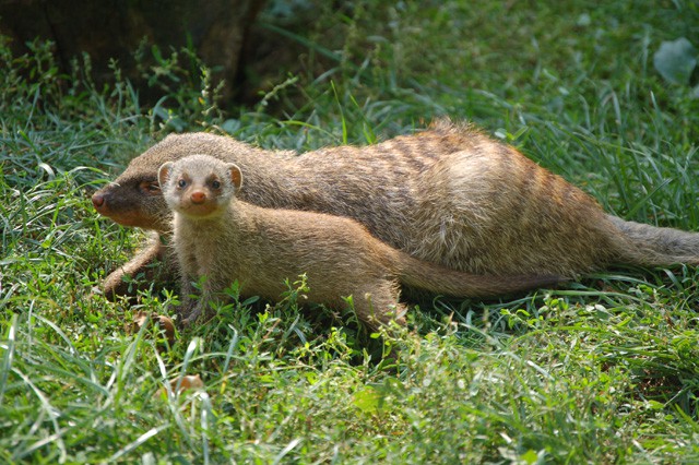 Banded mongoose was born at Sosto Zoo