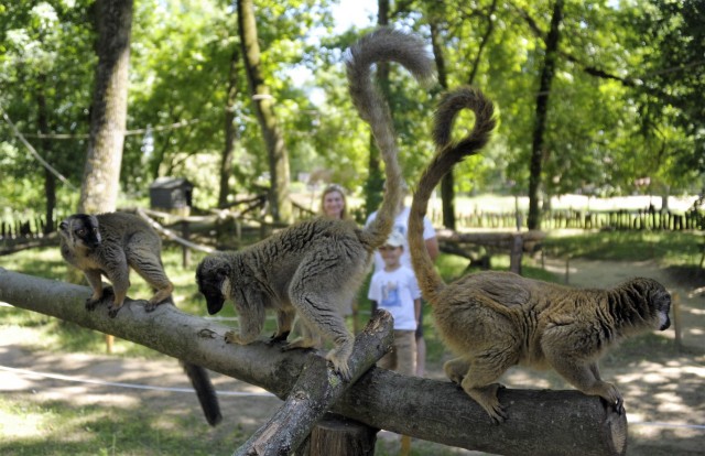 Renewed Mediterranean garden and Lemur forest 