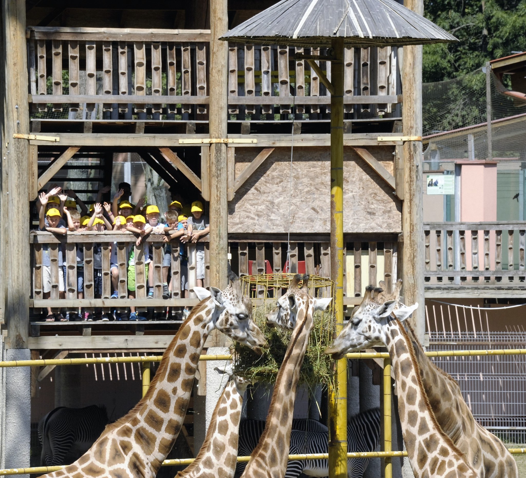 Megkezdtük a ZOOSULI regisztrációját