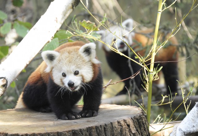 Nincs akadálya a panda násznak!
