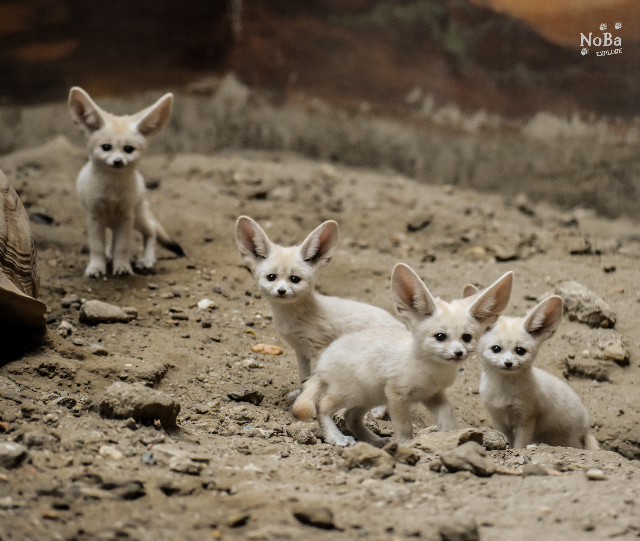 Our fennec fox family became larger again