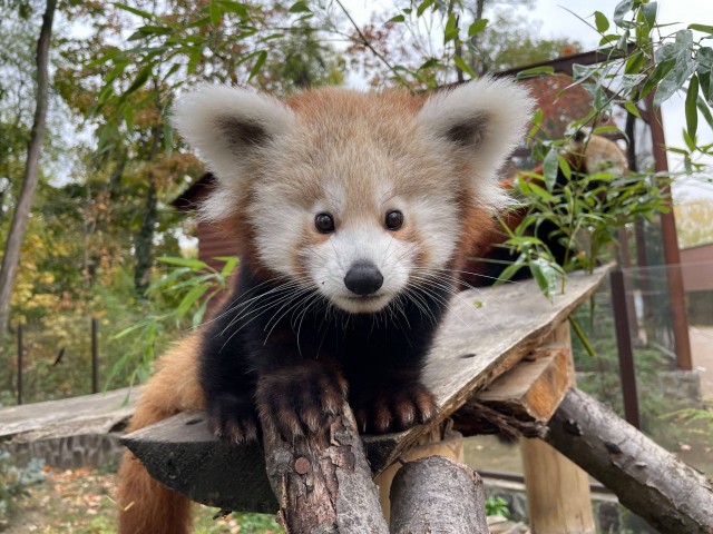 Our red panda cub is 4 months old