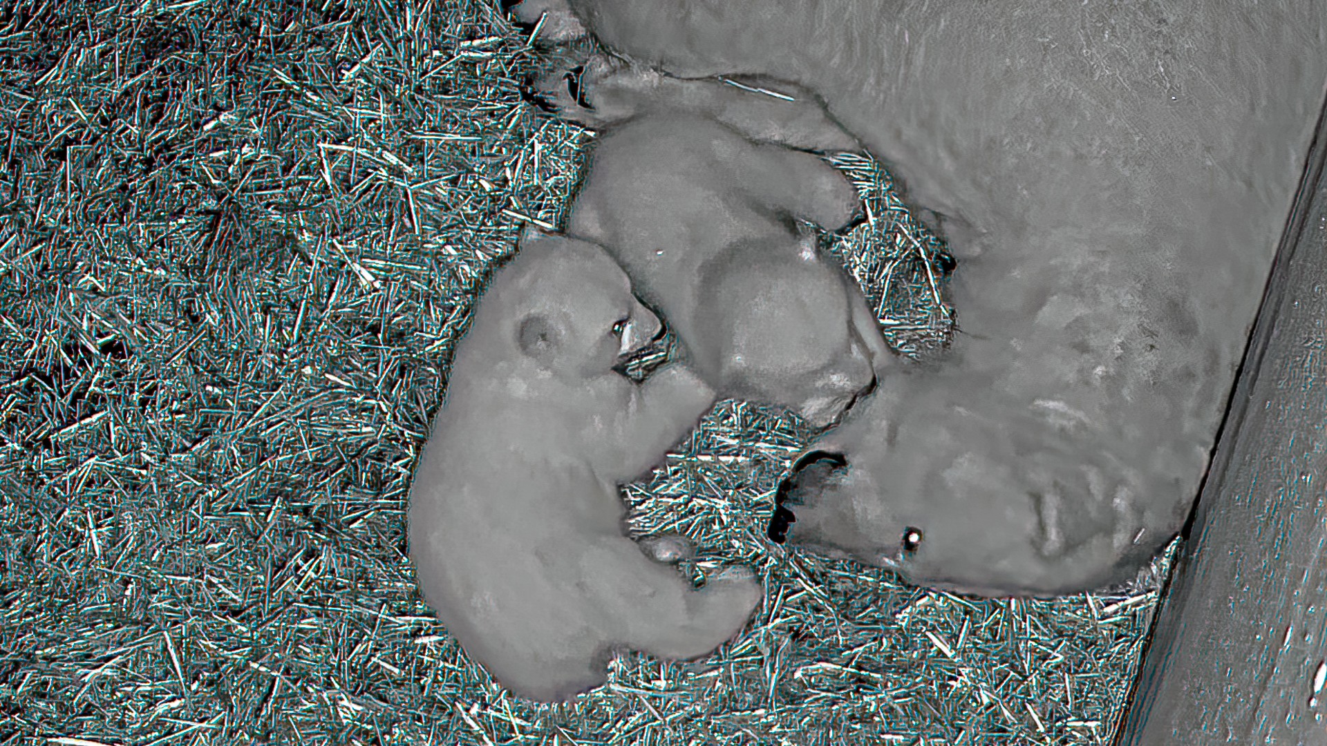 Polar bear twins were born in our zoo