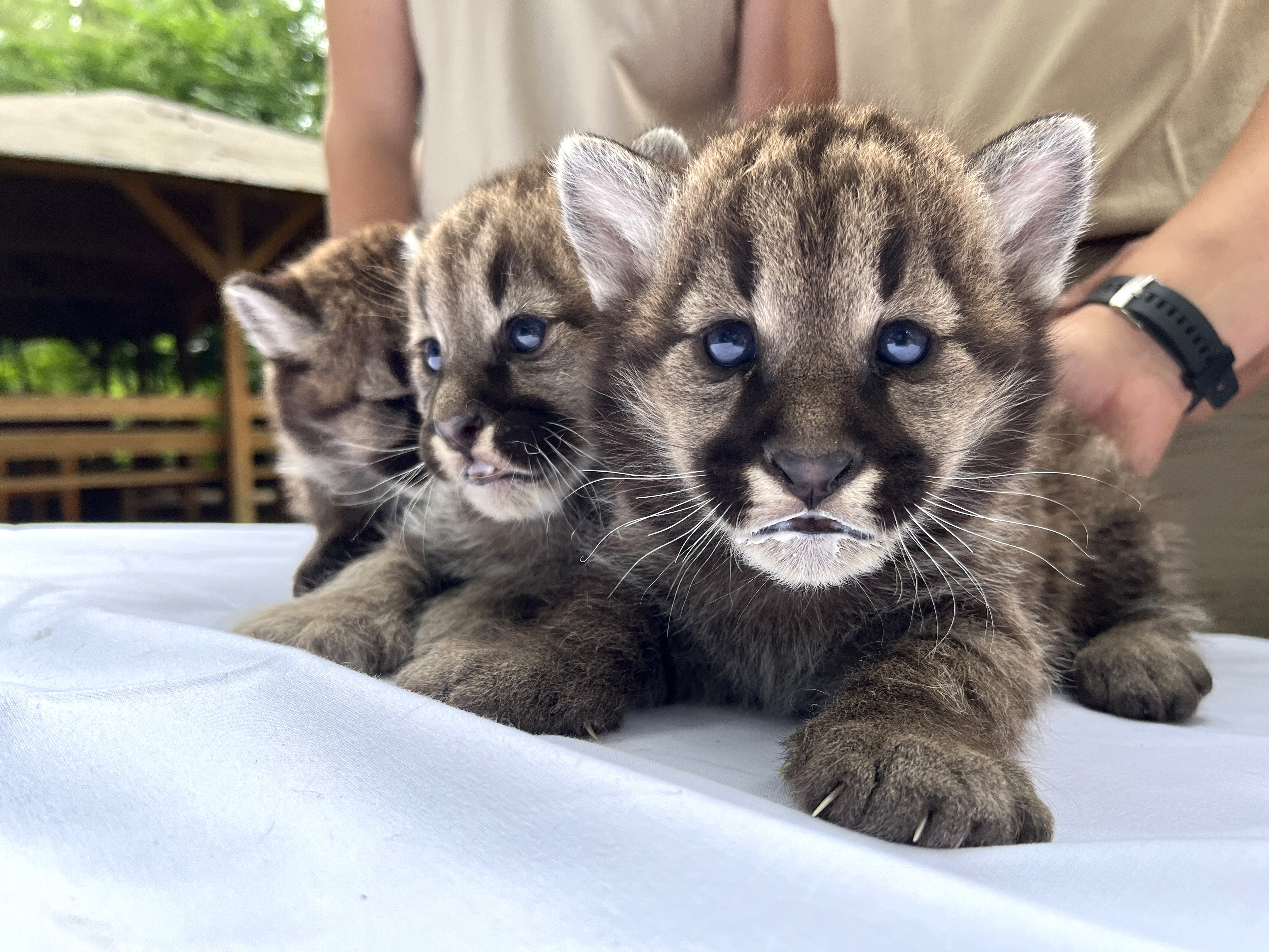 Cougar triplets born