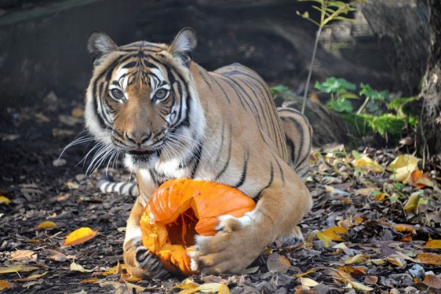 Pumpkin sight feeding
