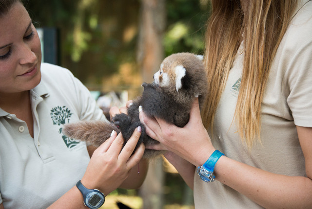 Red panda twins were born again at Sóstó Zoo
