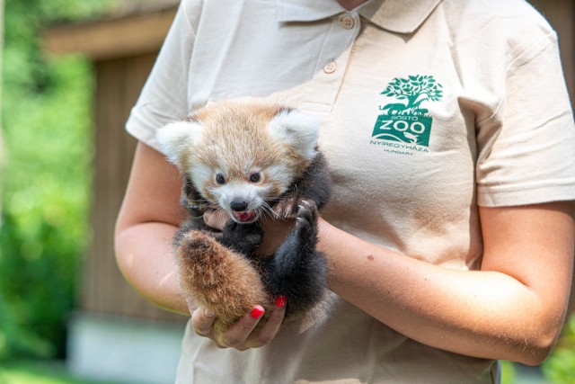 Red panda was born
