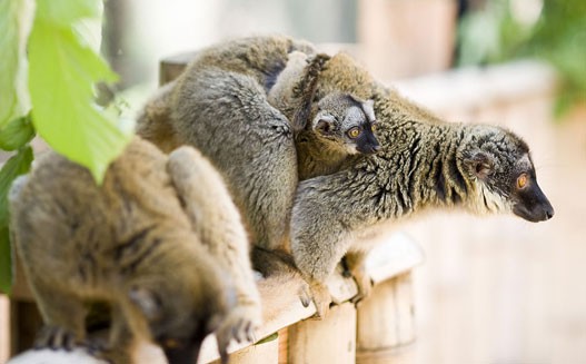 Rare sloths were born at Sosto Zoo