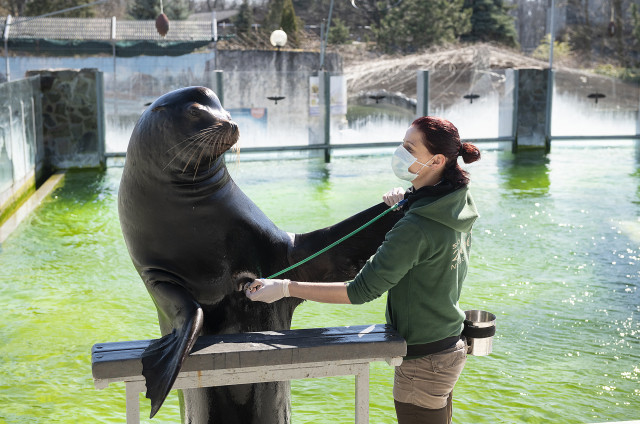 SóstóZoo will be CLOSED FOR THE PUBLIC  from the 11th of November until further notice.