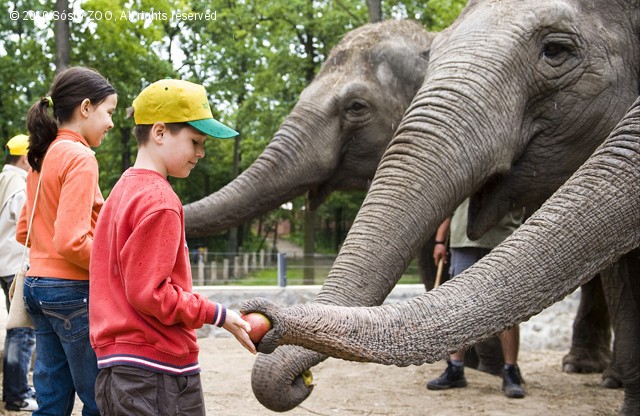 Zoo-suli 2010