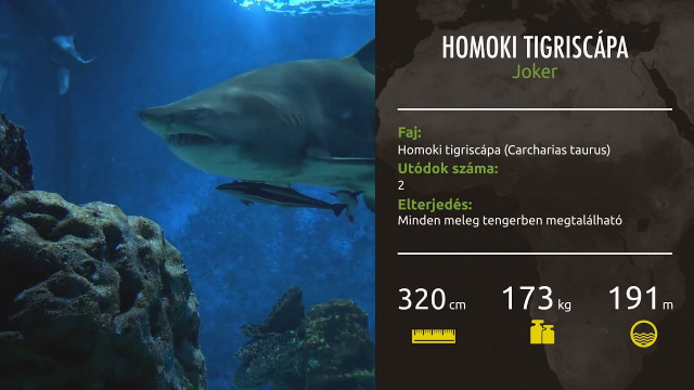 Zoo TV at the Nyíregyháza Zoo .