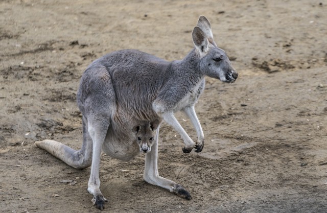 Roo in the Zoo  
