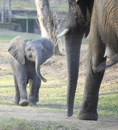 This year, the Nyíregyháza Zoo has perhaps had its most successful year in 19 years.