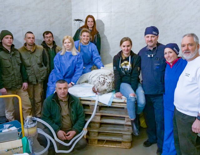 A surgical intervention was executed on our zoo’s white tiger by an international group of vet professionals.