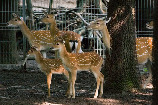 Vietnamese sika deer which has already been extinct in the wild was born