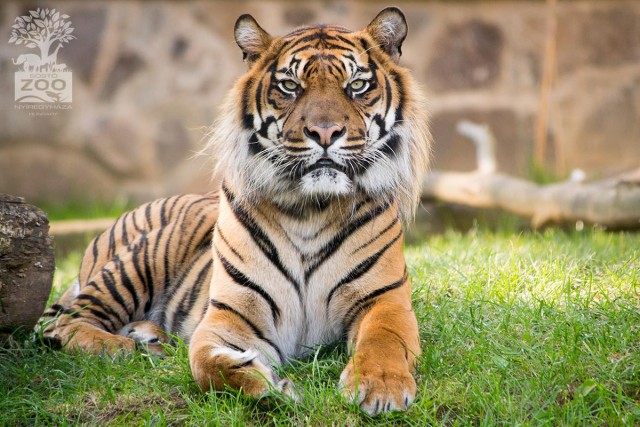 According to the Chinese New Year, on the  1st of February has begun the year of the tiger.