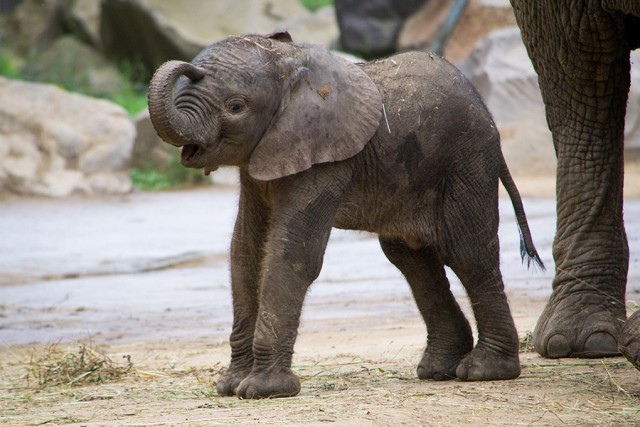 African elephant was born in our Zoo