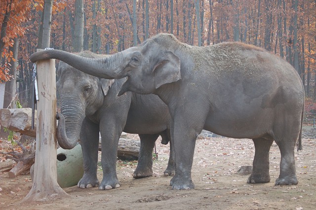 Animal Welfare Workshop in Sosto Zoo