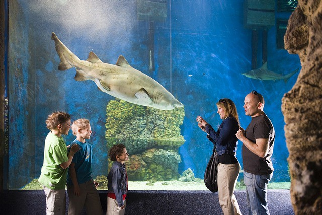 Sosto Zoo is one of the most visited attractions