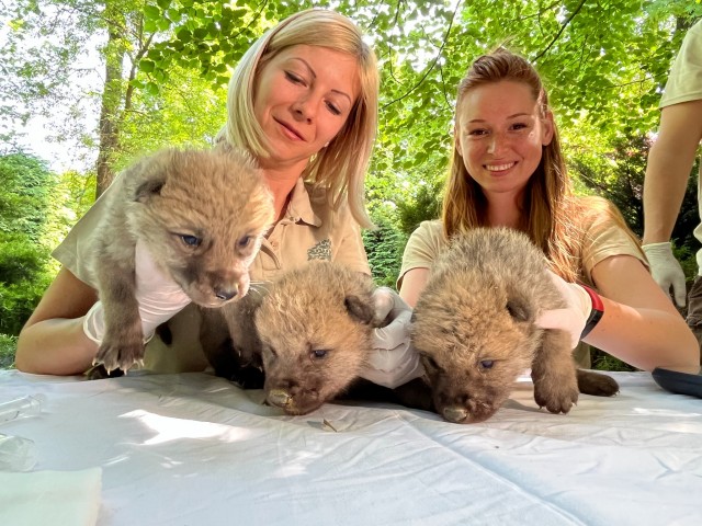Arctic wolf triplets were born in our zoo