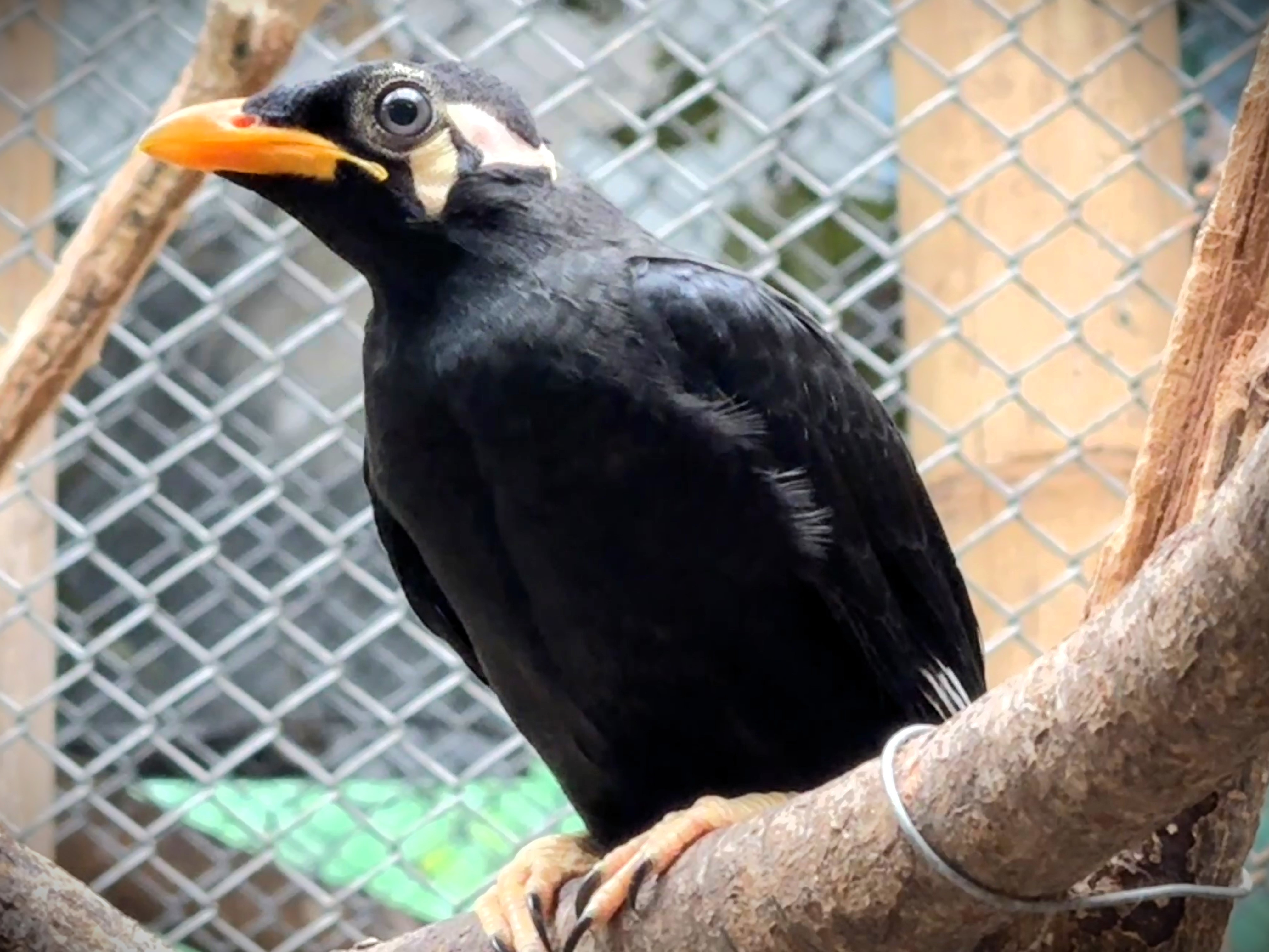 Common hill myna chick hatched in our Zoo's India House.