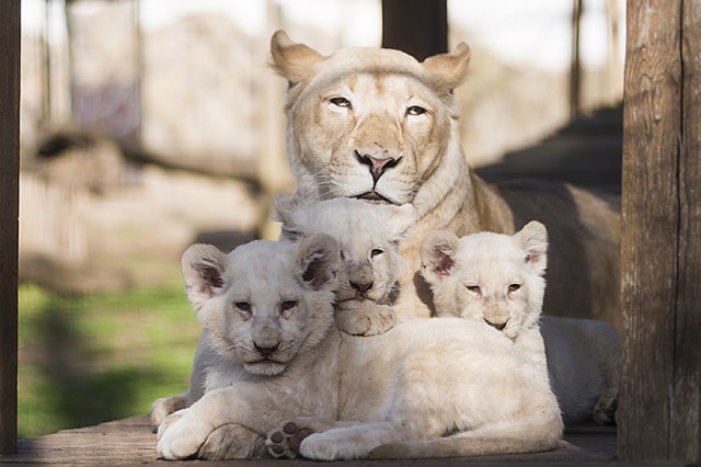 Evaluation of the year 2017 in the Nyíregyháza Zoo  