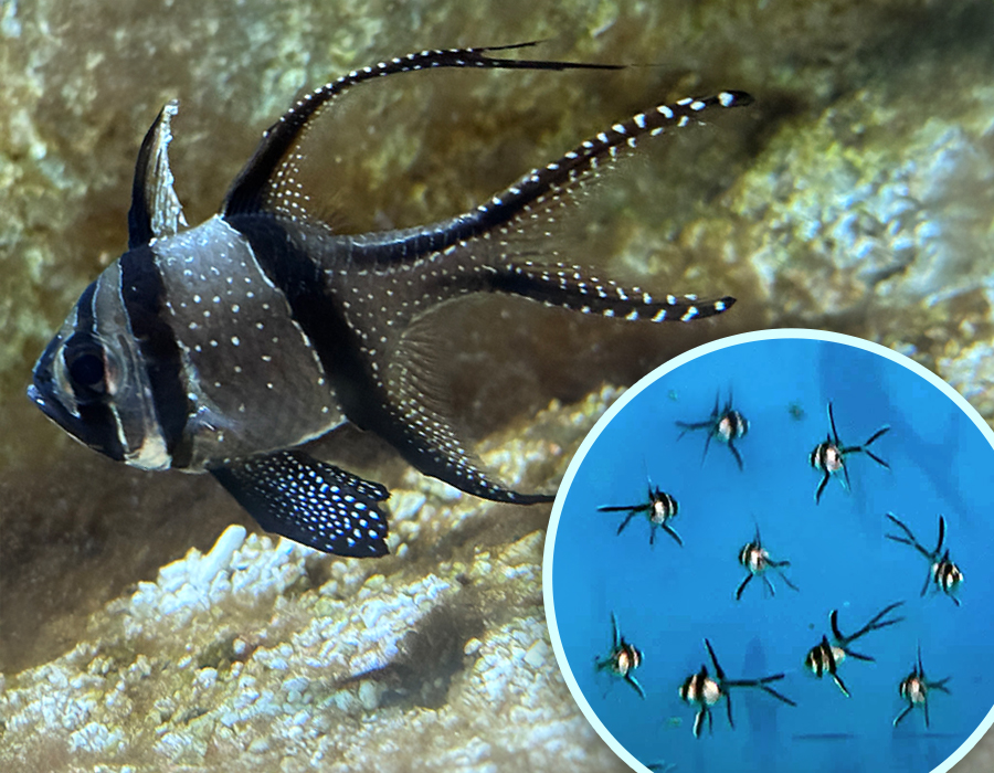 Cardinalfish bred in our zoo