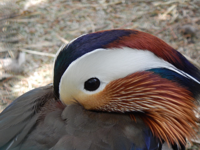 Dear Visitors!  Because of the present health situation, the SóstóZoo temporarily cannot receive visitors.