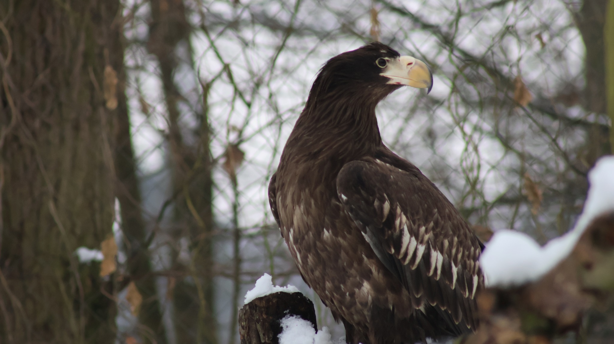 Eagle-nursery at our zoo