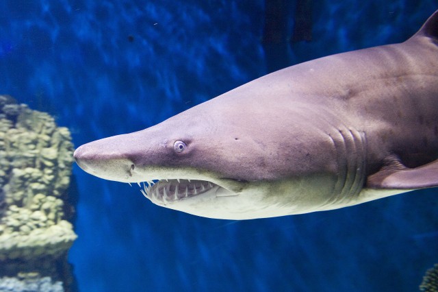 A male sand tiger shark has arrived to the Oceanarium of Sóstó Zoo. .