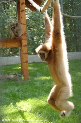 Fehérkezű gibbonok érkeztek a Nyíregyházi Állatparkba!