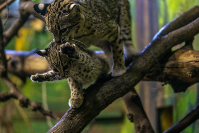 Geoffoy-cat was born in SóstóZoo, Hungary