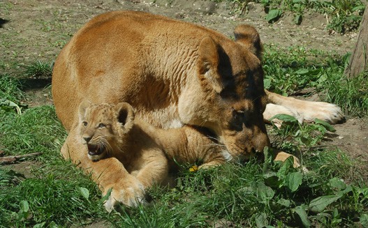 Careful mother became from the madcap lion