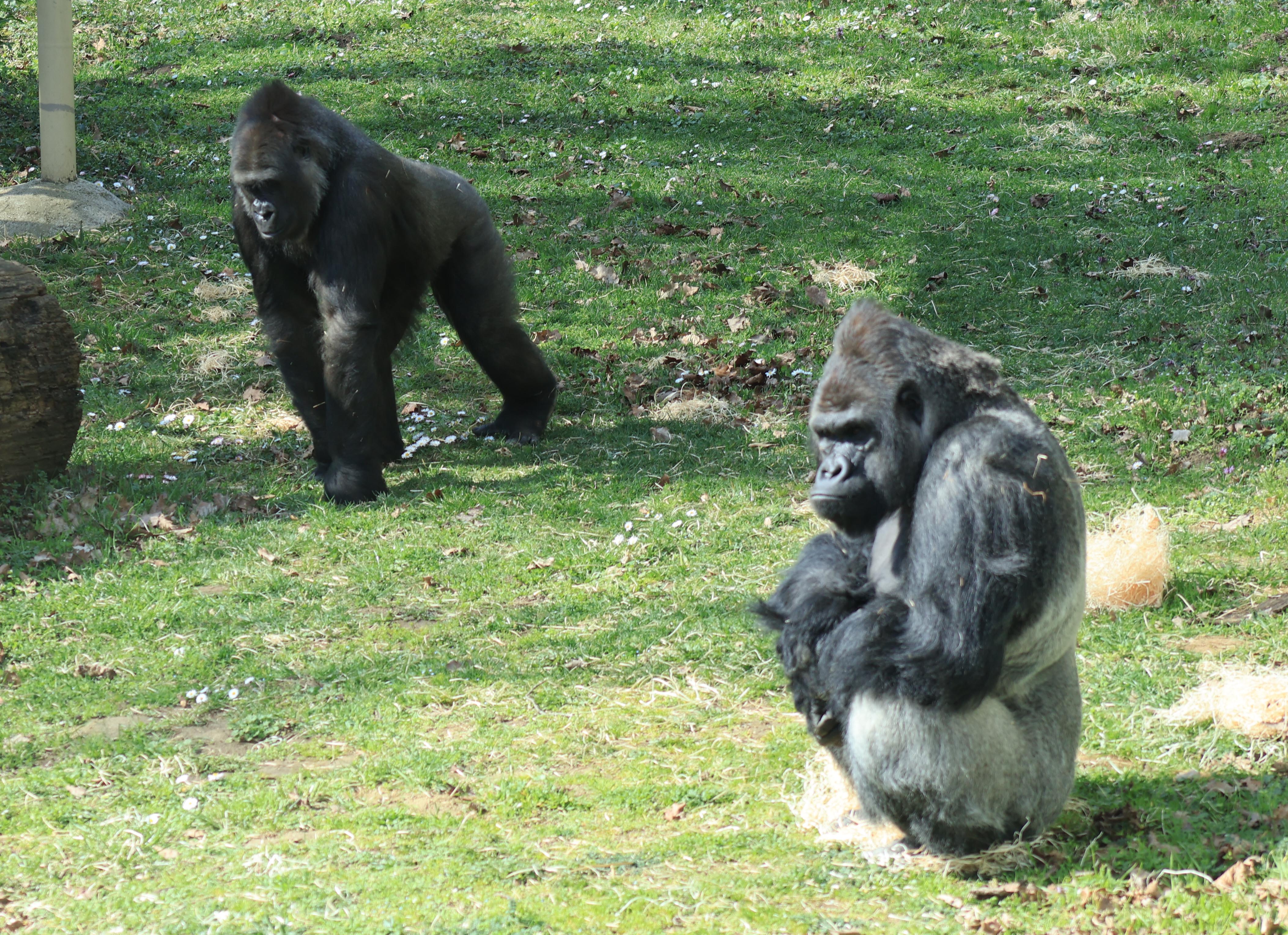 The gorilla family at the Nyíregyháza Zoo has welcomed a new member