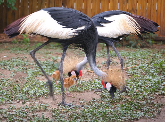 Our grey crowned crane family has been enlarged!