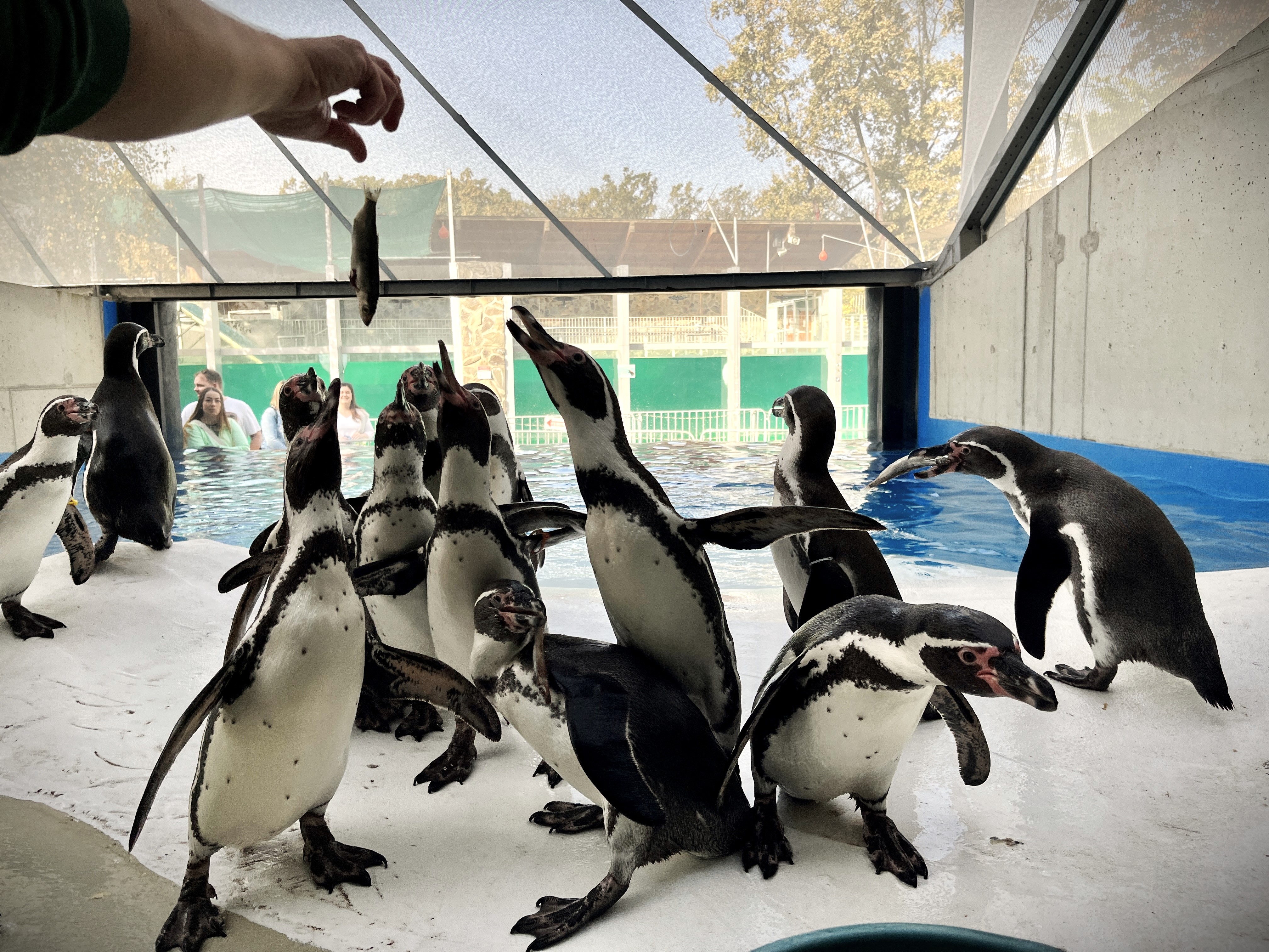 Hello Penguins!